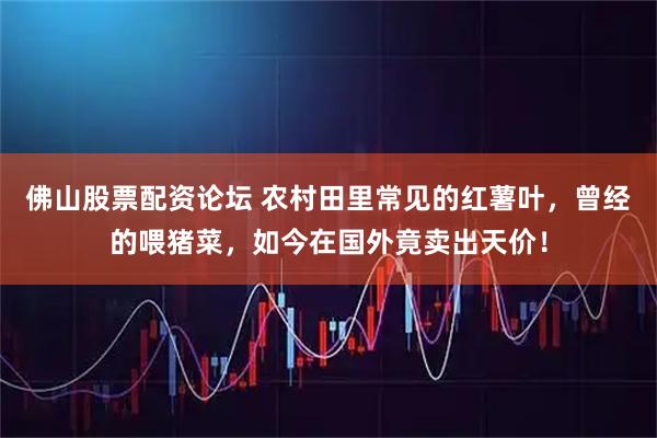 佛山股票配资论坛 农村田里常见的红薯叶，曾经的喂猪菜，如今在国外竟卖出天价！